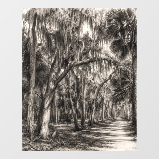 Alte Florida-Eichenhammock-Graphit-Skizze | Rockle Fensteraufkleber (Blatt)
