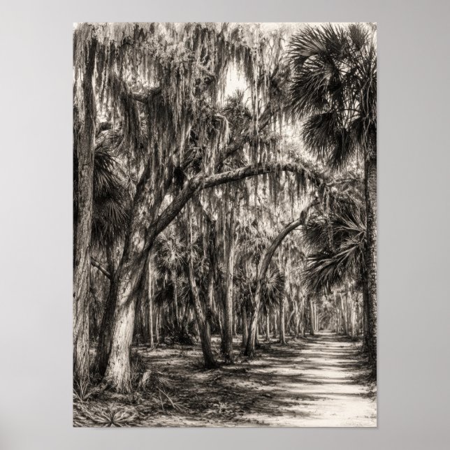 Alte Florida-Eichenhammock-Graphit-Skizze | Rockle Poster (Vorne)