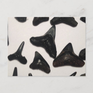 Alte Florida Shark Teeth Jaw Fossilien Postkarte