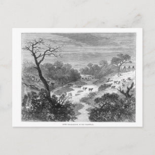 Alte Gravur - Landschaft mit Rindern Postkarte