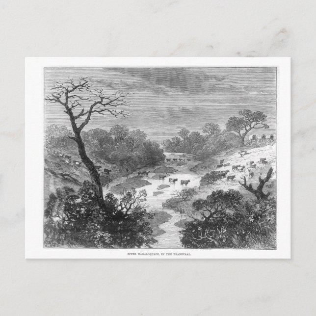 Alte Gravur - Landschaft mit Rindern Postkarte (Vorderseite)