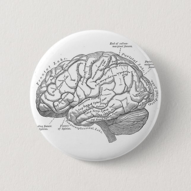 Alte Hirnanatomie Button (Vorderseite)