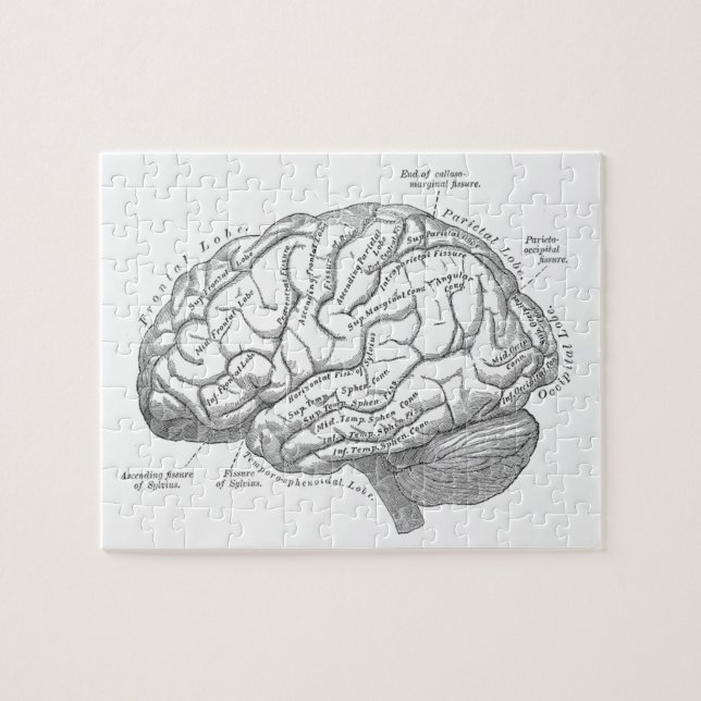 Alte Hirnanatomie Puzzle (Horizontal)