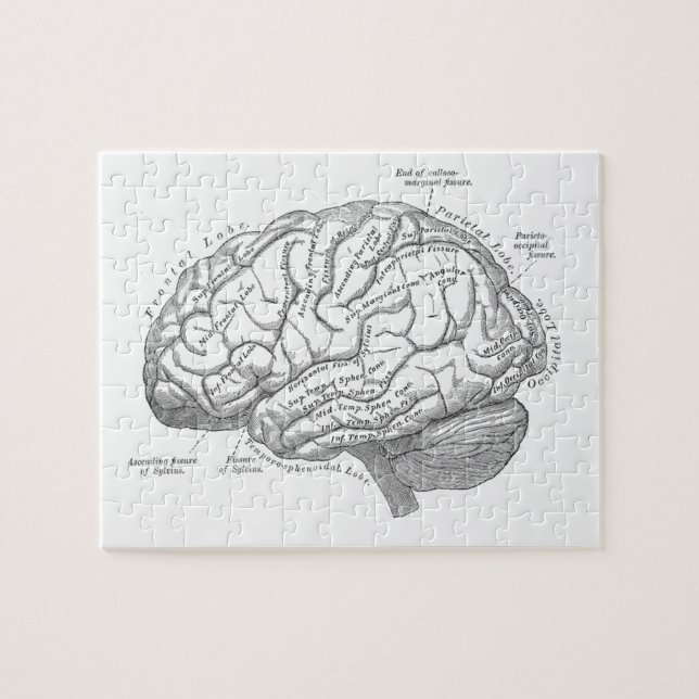 Alte Hirnanatomie Puzzle (Horizontal)