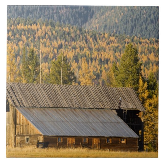 Alte hölzerne Scheune mit Herbst tamaracks nahe Fliese (Vorderseite)