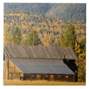 Alte Holzscheune mit Herbst-Tamaracken in der Nähe Fliese