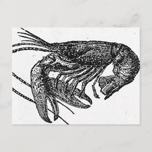 Alte Hummer Zeichnend Postkarte (Vorderseite)