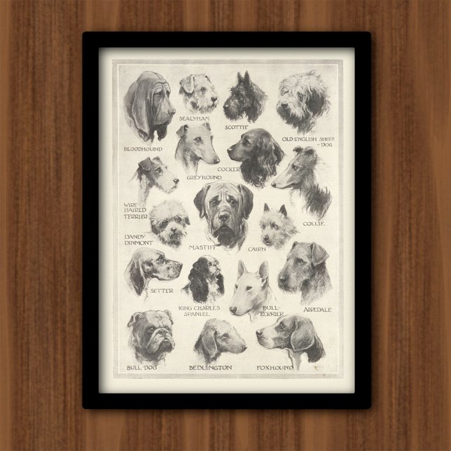 Alte Hunderassen-Grafik Poster (Von Creator hochgeladen)