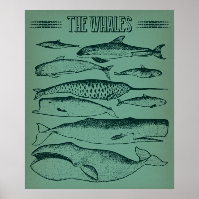 Alte Illustration von Walen Poster (Vorne)