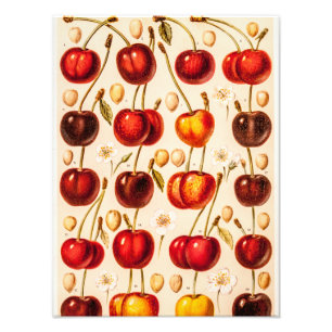 Alte Kirschsorten Antike Kirschen Obst Fotodruck