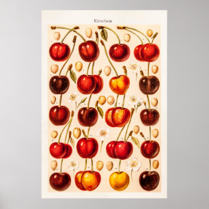 Alte Kirschsorten Antike Kirschen Obst Poster