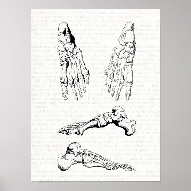 Alte medizinische Kunst menschliche Anatomie Knoch Poster (Vorne)