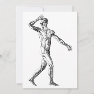 Alte menschliche Anatomie, männliche Körpermuskel