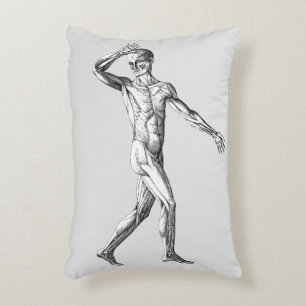 Alte menschliche Anatomie, Muskeln des männlichen  Dekokissen