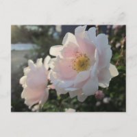 Alte modische Rose