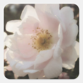 Alte modische Rose Quadratischer Aufkleber