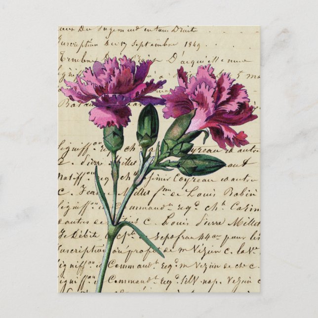 alte Nelke Postkarte (Vorderseite)