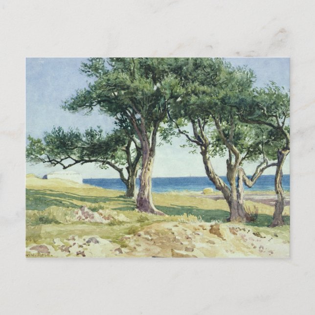 Alte Olivenbäume, Bordighera Postkarte (Vorderseite)