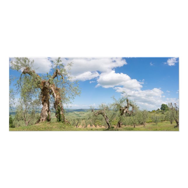 Alte Olivenbäume in der Toskana Fotodruck (Vorne)