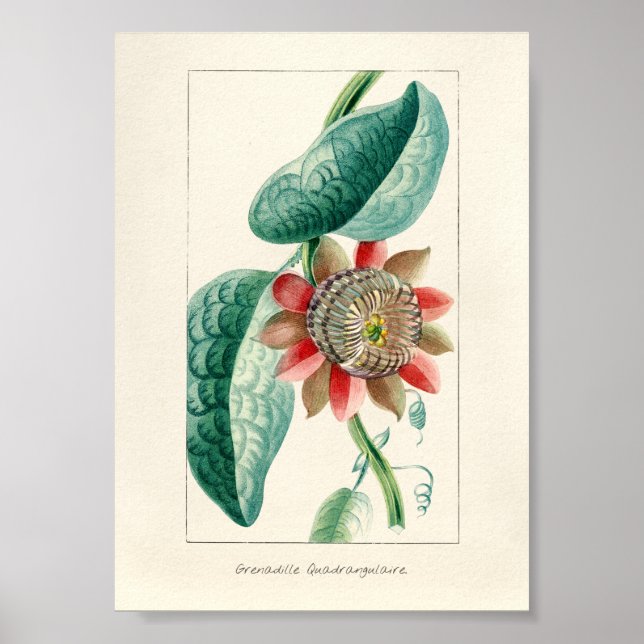 Alte Passionsblume Poster (Vorne)