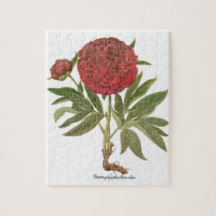 Alte Pfingstrosen, Pfingstrosen-Blumen von Basiliu Puzzle