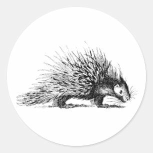 Alte Porcupine-Illustration - Porcupines aus dem 1 Runder Aufkleber