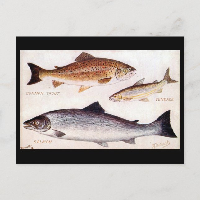 Alte Postkarte - Forelle, Vendace und Lachs (Vorderseite)
