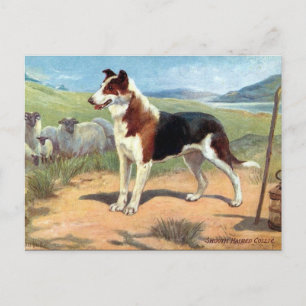 Alte Postkarte - glatte, haarige Collie