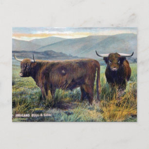 Alte Postkarte - Hochlandrinder