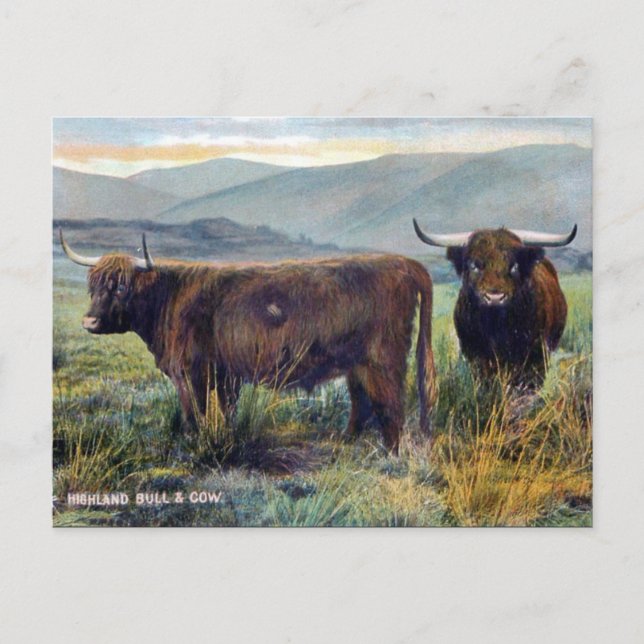 Alte Postkarte - Hochlandrinder (Vorderseite)
