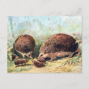 Alte Postkarte - Igel