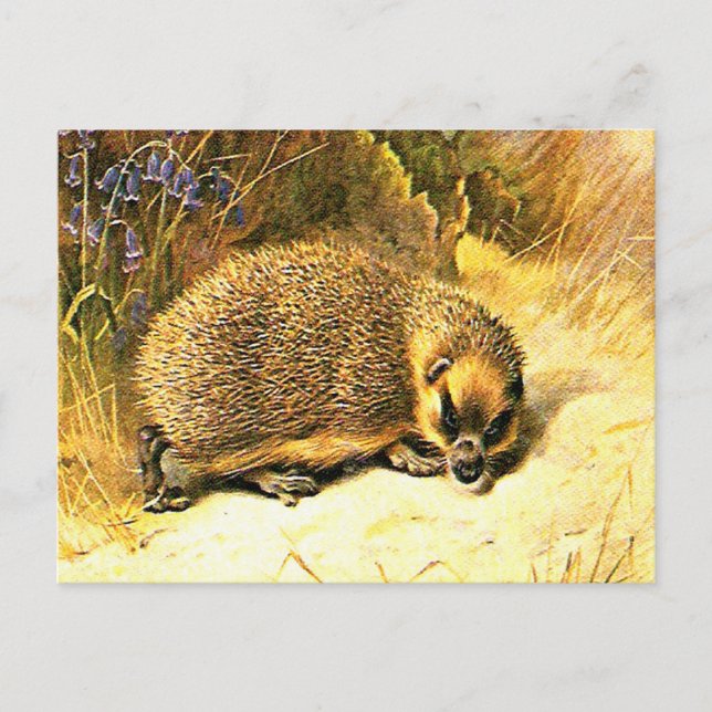 Alte Postkarte - Igel (Vorderseite)