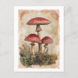 Alte Postkarte mit roten Pilzen