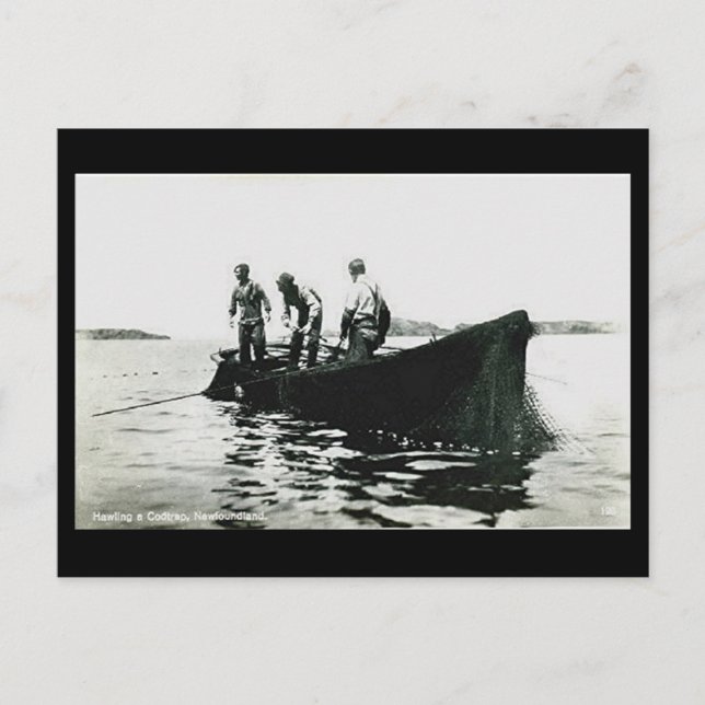 Alte Postkarte - Neufundland, Kabeljaufischerei (Vorderseite)