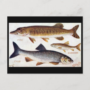 Alte Postkarte - Pike, Gudgeon und Chub