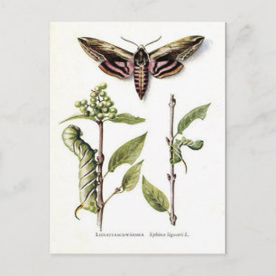 Alte Postkarte - Private Hawk Moth