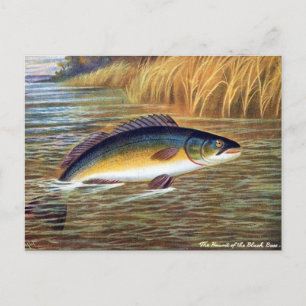 Alte Postkarte - Schwarzer Bass
