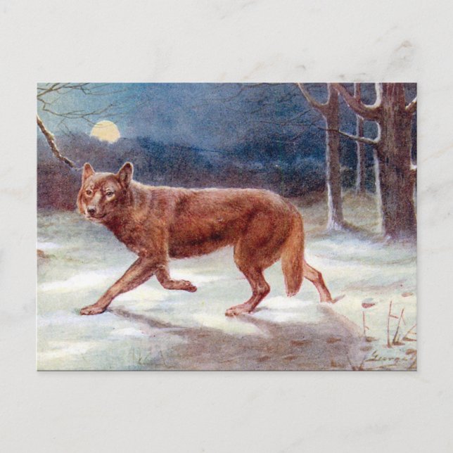 Alte Postkarte - Wolf (Vorderseite)