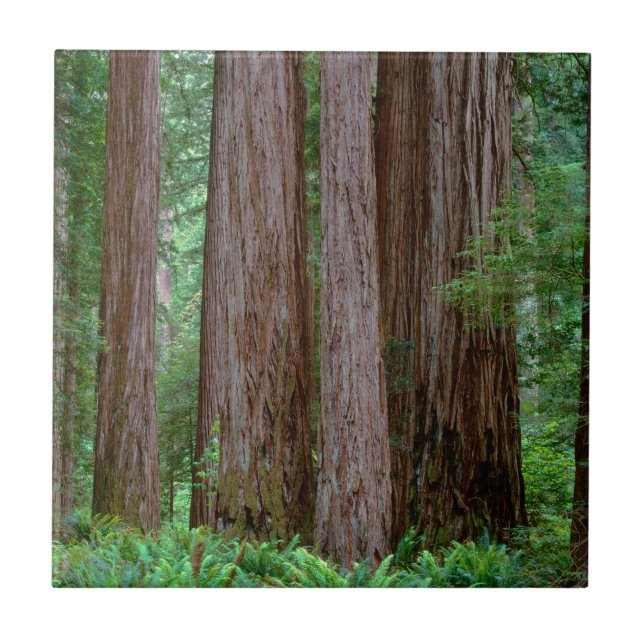 Alte Redwoods Towering Fliese (Vorderseite)