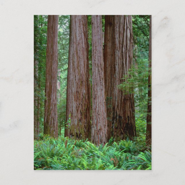 Alte Redwoods Towering Postkarte (Vorderseite)