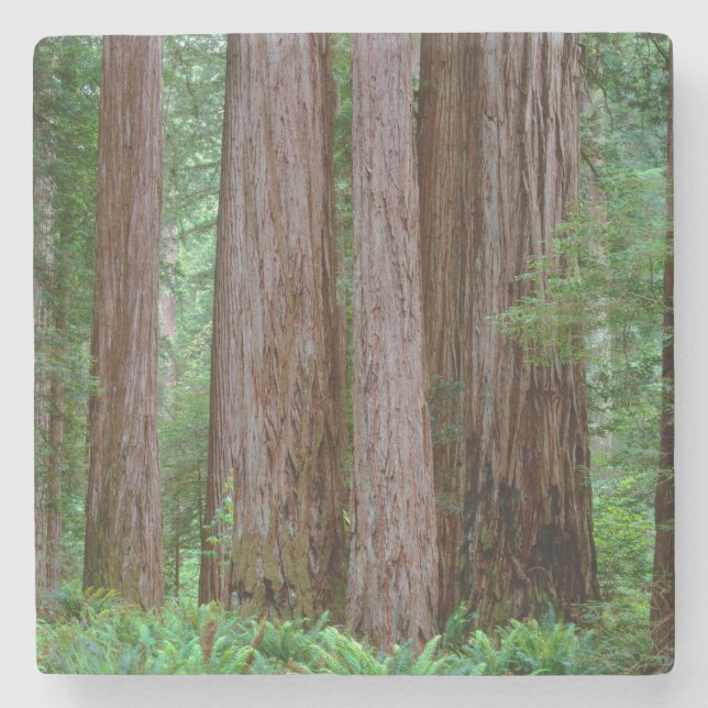 Alte Redwoods Towering Steinuntersetzer (Vorderseite)