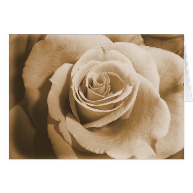 Alte Rose (Vorderseite (Horizontal))