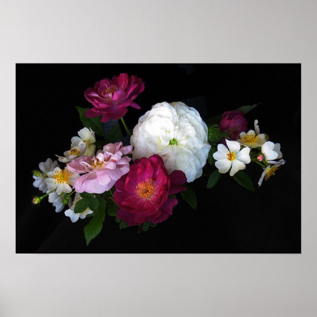 Alte Rose Poster (Vorne)