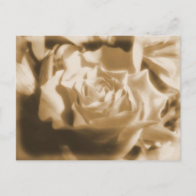 Alte Rose Postkarte (Vorderseite)