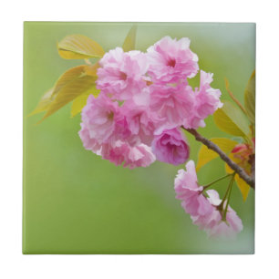 Alte Rosen-Fliese Fliese