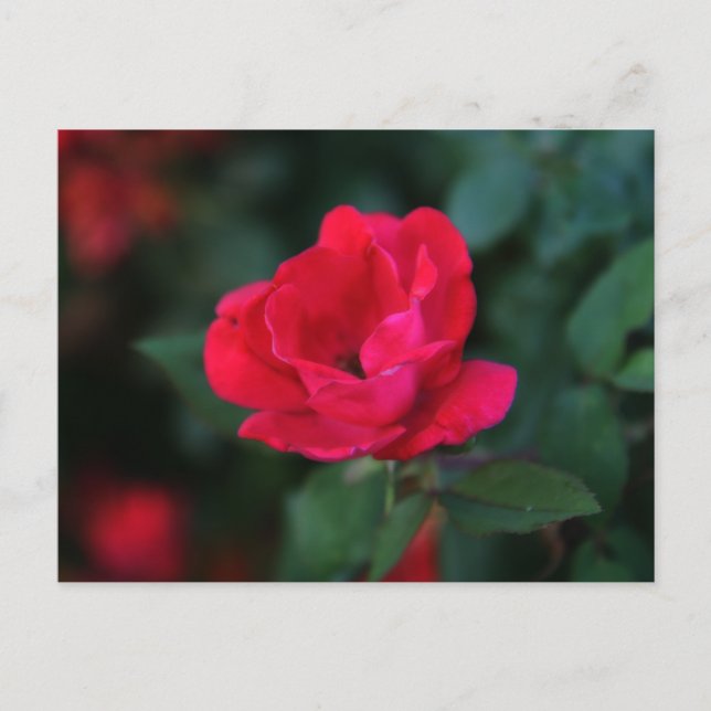 Alte rote Rose Postkarte (Vorderseite)