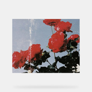 Alte rote Rosen gegen einen blauen Himmel Acrylschild