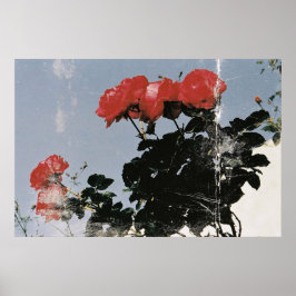 Alte rote Rosen gegen einen blauen Himmel Poster