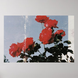 Alte rote Rosen gegen einen blauen Himmel Poster
