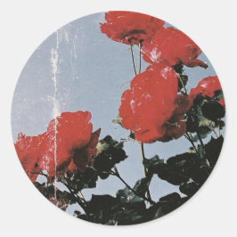 Alte rote Rosen gegen einen blauen Himmel Runder Aufkleber